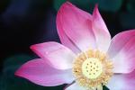 Lotus, Eudicots, Proteales, Nelumbonaceae, Nelumbo, Sacred, perennial, OFWV01P09_07