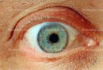 Eyes, Eyelash, skin, Eyeball, Iris, Lens, Pupil, Cornea, Sclera, Man, Male, PACV02P02_06B