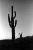 Saguaro Cactus, Arizona, PAFPCD3344_128