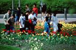 Students in the park, flowers, tulips, PBTV03P14_08