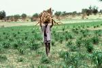 Man carrying Tree Branches, firewood, desertification, Africa, PDCV01P01_15