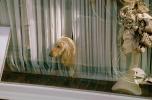 Afghan Dog in a Window, curtain, Mannequin with wild hair, PFBV01P01_02
