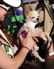World's Ugliest Dog Contest, Sonoma-Marin Fair, 21/06/2019, PFFD02_090