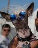 World's Ugliest Dog Contest, Sonoma-Marin Fair, 21/06/2019, PFFD02_124