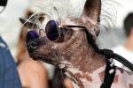 World's Ugliest Dog Contest, Sonoma-Marin Fair, 21/06/2019, PFFD02_128