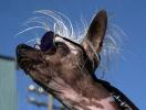 World's Ugliest Dog Contest, Sonoma-Marin Fair, 21/06/2019, PFFD02_134