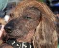 World's Ugliest Dog Contest, Sonoma-Marin Fair, 21/06/2019, PFFD02_145