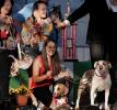 Howling, Baying, smiles, World's Ugliest Dog Contest, Sonoma-Marin Fair, 21/06/2019, PFFD02_168