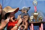 1st Place Winner, World's Ugliest Dog Contest, Sonoma-Marin Fair, 21/06/2019, PFFD02_180