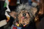 1st Place Winner, World's Ugliest Dog Contest, Sonoma-Marin Fair, 21/06/2019, PFFD02_193