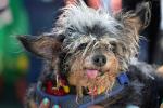 1st Place Winner, World's Ugliest Dog Contest, Sonoma-Marin Fair, 21/06/2019, PFFD02_197
