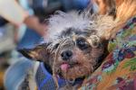 1st Place Winner, World's Ugliest Dog Contest, Sonoma-Marin Fair, 21/06/2019, PFFD02_200
