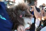 World's Ugliest Dog Contest, Sonoma-Marin Fair, 21/06/2019, PFFD02_203