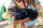 World's Ugliest Dog Contest, Sonoma-Marin Fair, 21/06/2019, PFFD02_211