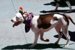 Dog Marching at the Lesbian Gay Freedom Parade, Market Street, PFPV05P04_05