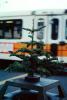 tiny christmas tree, PHCV01P15_10