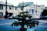 tiny christmas tree, PHCV01P15_11