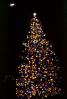Tree, Decorations, Presents, Ornaments, Christmas Tree decorated, PHCV03P05_04