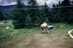 Sled, Alaska, 1950s, PLPV02P14_07