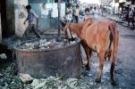 Cow, Cattle, Slum, Mumbai, (Bombay), India, POVV01P09_04