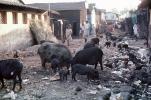 Pigs scavenging for food, Slum, Mumbai, (Bombay), India, POVV01P09_05