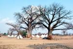 Baobab Trees, Tents, Refugee Camp, curly, twisted, Adansonia, Mozambique, POVV01P11_03