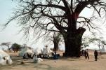 Baobab Trees, Tents, Refugee Camp, Mozambique, curly, twisted, Adansonia, POVV01P11_05