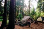 Tent, Boulder, Trees, Forest, Running Girl, RVCV01P05_09.2651