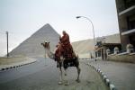 Man on a Camel, Great Pyramid of Cheops, Giza, Dromedary Camel, (Camelus dromedarius), Camelini, RVLV01P07_19