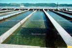 Stock Ponds, Fish Rearing, Raising Fish, Bonneville Dam, Oregon, SFIV01P04_09.2657