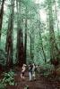 Redwood Forest, path, people, STHV01P06_15