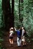 Redwood Forest, path, people, STHV01P07_11