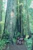 Redwood Forest, path, people, STHV01P08_02B