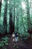 Redwood Forest, path, people, STHV01P08_13