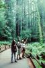 Redwood Forest, path, people, STHV01P09_18