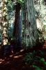Redwood Forest, path, STHV01P10_05