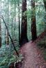 Redwood Forest, path, STHV01P10_13