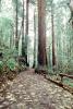 trees, leaves, fence, Redwood Forest, path, STHV01P10_19