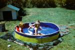 Lawn, Backyard Swimming Pool, Water, Doghouse, 1950s, SWFV02P09_12