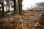 Clear Cut, Clearcut, tree cutting, Eucalyptus, Tractor, TODV01P04_07