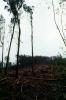 Clear Cut, Clearcut, tree cutting, Eucalyptus, TODV01P04_15