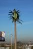 Disguised Cellular Phone Tower, Palm Tree, TRAD01_100