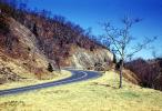 Highway, Roadway, Road, Bare Tree, S-Curve, VCRV05P02_05