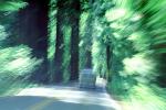Avenue of the Giants, Humboldt County, VCRV08P06_18