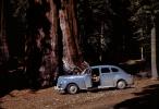 four-door Sedan, car, automobile, Sequoia Trees, Huge, big, 1940s, VCRV21P11_10