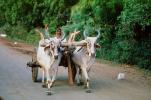 Brahma Bulls, Cattle, Cart, Blue Horns, Sevegram, VCVV01P02_08.0569