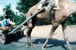 Camel, Cart, Bayad Taluka, VCVV01P05_02