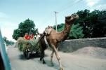 Camel, Cart, Bayad Taluka, VCVV01P05_04