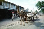Camel, Cart, Ahmadabad, Bayad Taluka, VCVV01P05_19