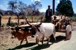 Oxen and Cart, Masaya, Nicaragua, VCVV01P09_16